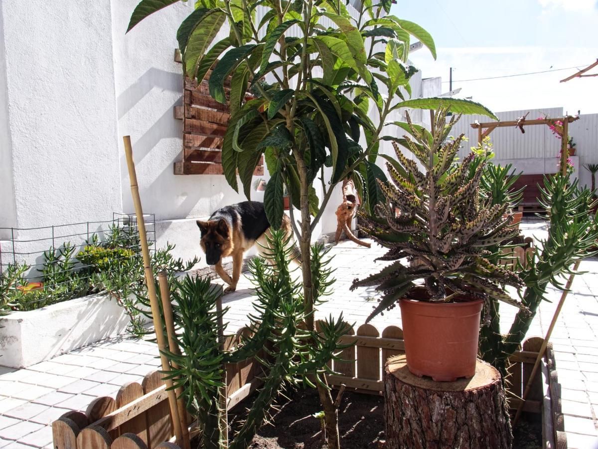 Apartament Toca Do Lobo Charneca  Zewnętrze zdjęcie